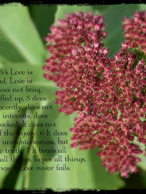 1 Corinthians 13:4-8 quoted next to heart shaped sedum