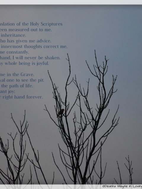 Psalms 16:1-11; Lone female cardinal a top a bare tree.