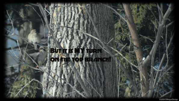 But It Is My Turn On The Top Branch