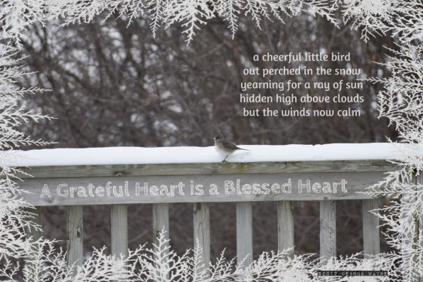 A cute little winter bird sitting on snow covered deck railing on a gray overcast morning after historically low temps and wind chills, no sunshine but wind and temps mild compared to past few days.