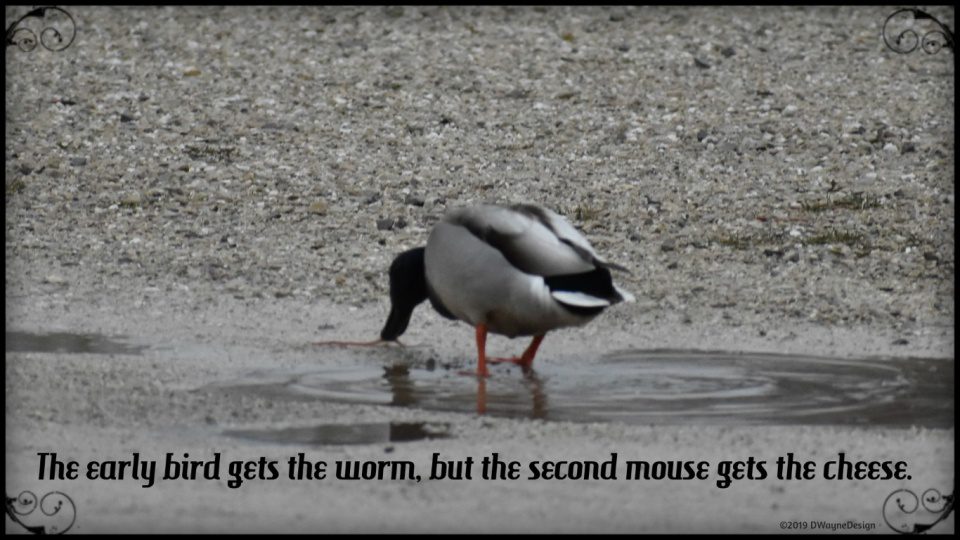 A male mallard duck catching a worm near a puddle April 2019.