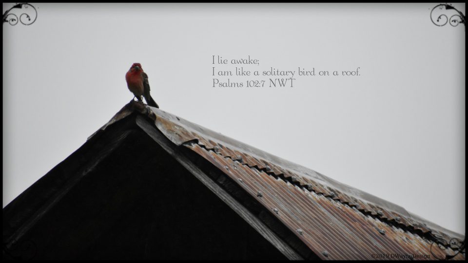 A lone bird sitting on peak of roof on a gray overcast spring day.
