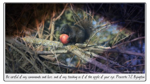 A black squirrel eating a red apple in a tree.