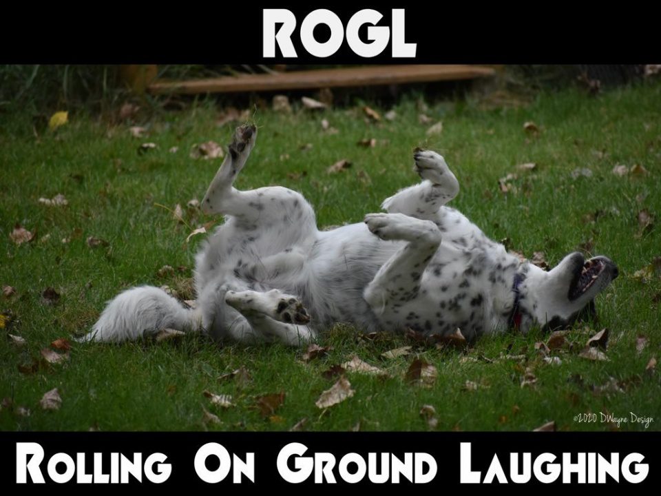 Cooper, nine year old Australian Cattle Dog and Mountain Cur mix rolling on ground laughing!